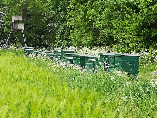 Bienenstand der Heidmark Imkerei