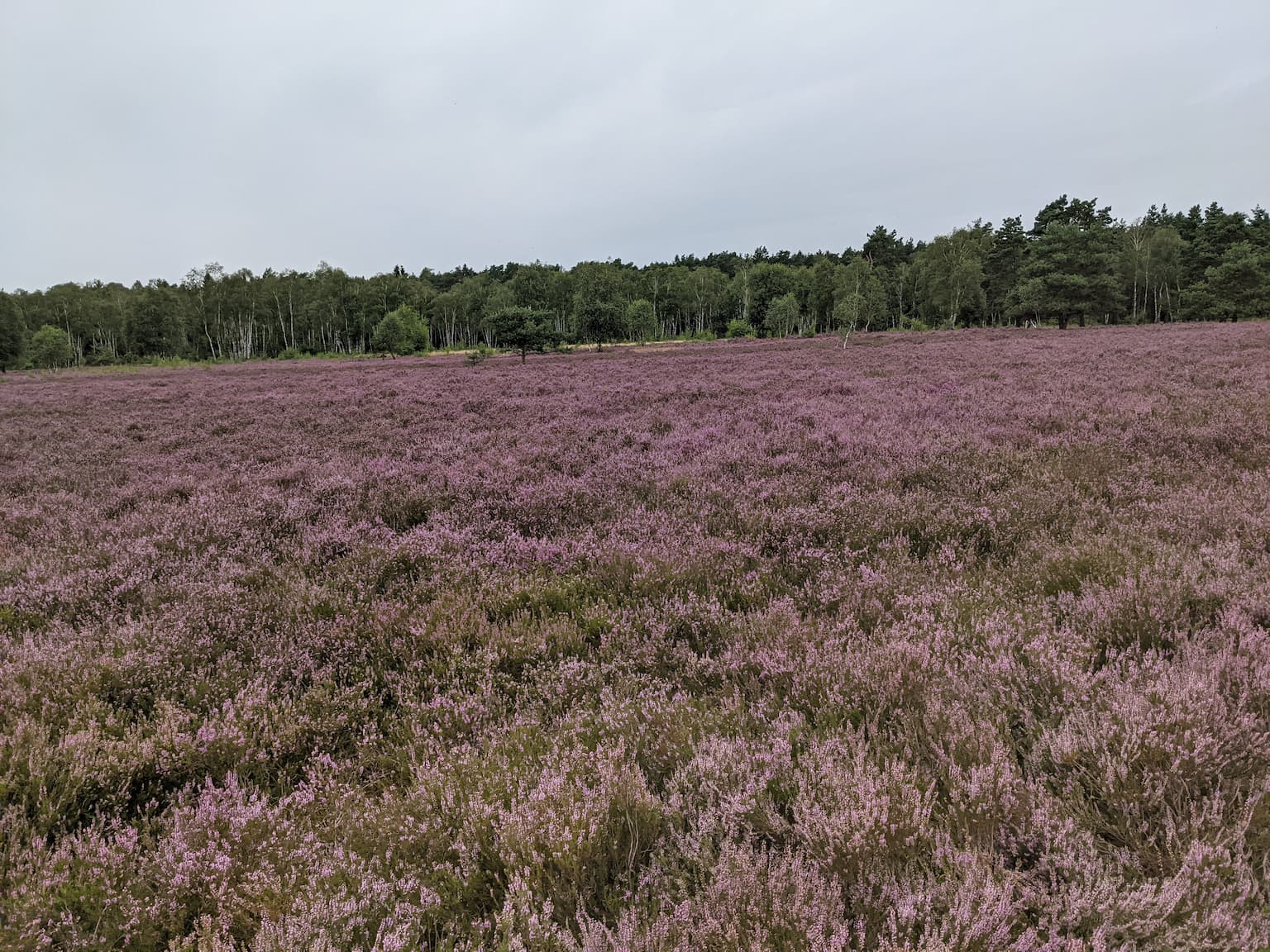 Lüneburger Heide Landschaft